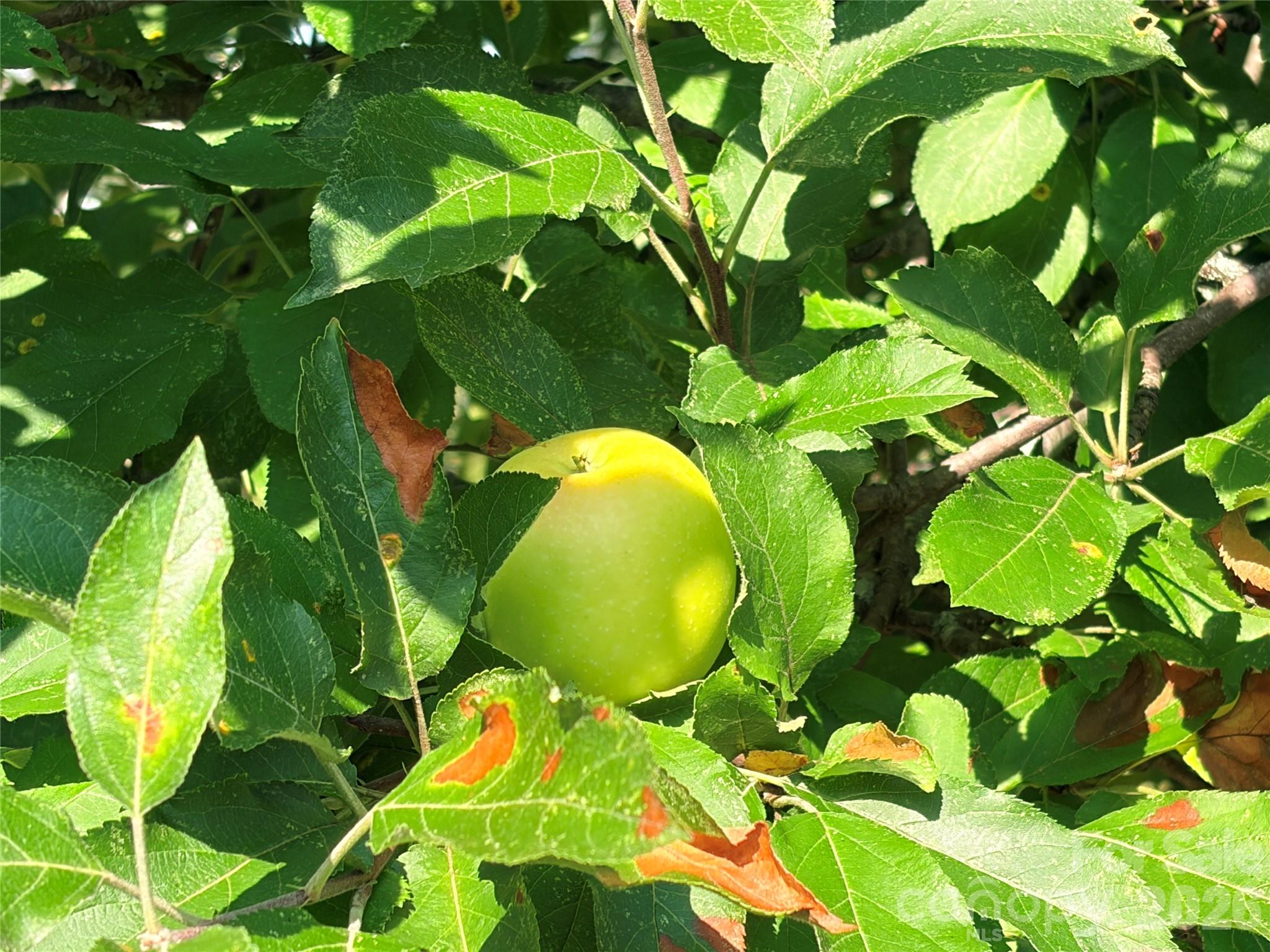 Image 43