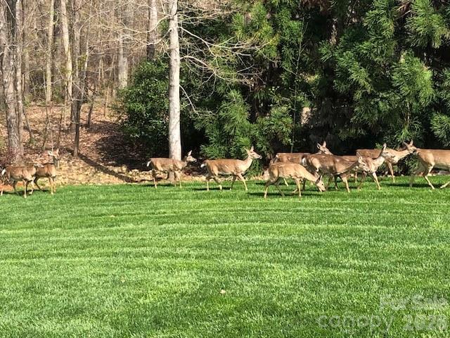 Image 44