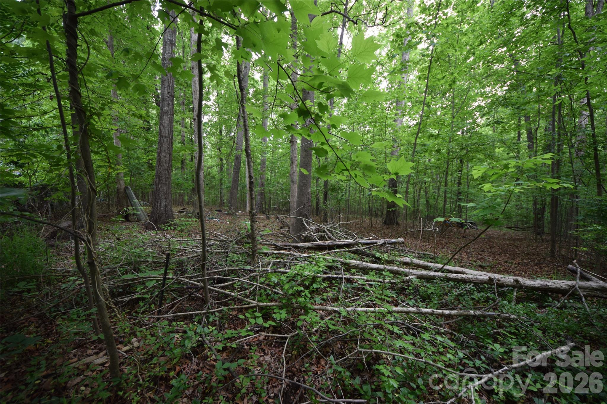 Image 19